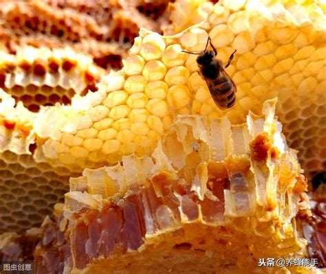 家有蜜蜂築巢|【蜜蜂築巢怎麼辦】家有蜜蜂築巢，驅趕必學三大妙招！